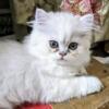 Silver Persian Female kitten