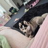 ✨5 month old Female Husky looking for a loving home✨