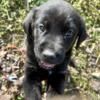 Black Lab Puppy 4 Sale