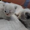 Himmy Kittens