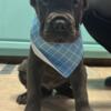 Cane Corso pups available $900