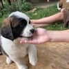 Saint Bernard for sale