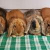 Holland lop and Plush lop bunnies in Maine