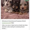 Dashhound