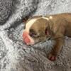 Beautiful Merle French bulldog 