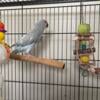 Indian Ringneck for sale