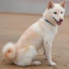 Cream Shiba Inu 1.5 years old