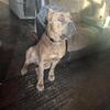 1 yr old cane corso
