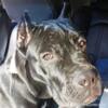 Cane corso puppy 8 months