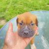 ABK REGISTERED XL BULLIES FOR SALE! READ DESCRIPTION!