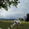 AKC TOY/MINI POODLE