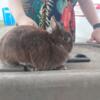 Several netherland dwarfs and 1 ND mix buck. Hudson mi. May be able to meet in hillsdale, jackson and perry mi.