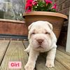 AKC Chinese Shar Pei