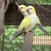 Breeder Sell-Out: Quakers, Greencheeks, Cockatiels