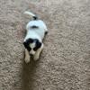 Male black and white newfy puppy