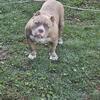 American Pockets Bullies. Serious Inquiries only !!!!