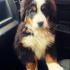 For sale Bernese Mountain Dog
