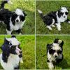 Bear - AKC Chinese Crested