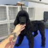 AKC Standard Poodle Puppy