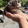 Short hair Persian female 