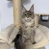 Purbreed one year old maine coon girl