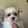 Small Female maltipoo available 