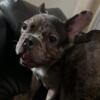 For sale Blue Merle French Bulldog Male