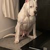 Purebred Dogo Argentino Stud.