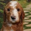 Amazing Red "Sweetheart" Beautiful Red Irish Doodle Female