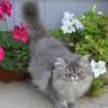 Blue tabby Persian kitten