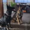 German Shepherd Breeding Pair