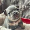 AKC blue and tan male French bulldog