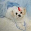 SALE Maltipoo Puppies