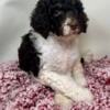 Brown Parti AKC  Standard Poodle Female - Purple