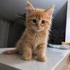 Maine coons