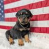 AKC registered German rottweiler puppies