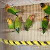 Lovebirds for sale
