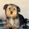 AKC Yorkie Puppy