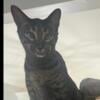 Sweet and affectionate Savannah cat