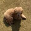 Toy Poodle - Louie - AKC registered