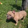 Adult female French bulldog