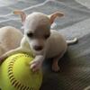 Male chihuahua puppy