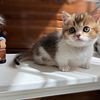 Oliver Scottish Fold Munchkin male| DOB 