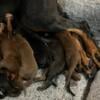 Doberman pincher puppies