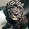 Male Sheepadoodle Puppy