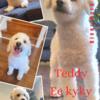 AKC toy poodle stud services