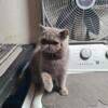 Exotic Shorthair Male