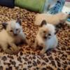 FEMALE SEAL-POINT SIAMESE KITTENS FOR SALE