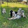 Goldendoodle puppies