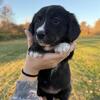 Cardigan Corgi and Golden Retriever Mix Female